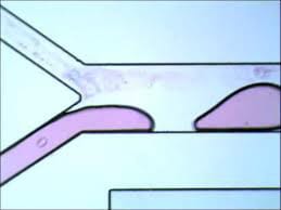 Droplet generation in microfluidic chip