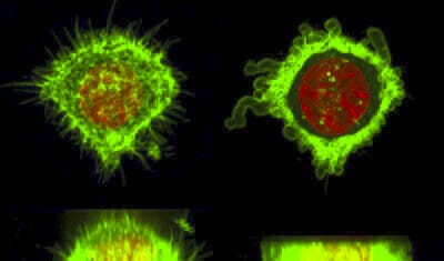 free copyright HeLa cell deformation using microfluidic device