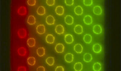 opyright microfluidic device for stamping gradient