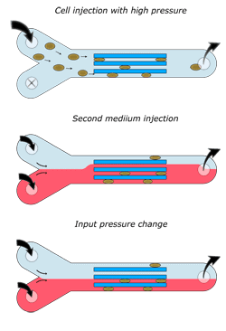 Microfluidic cell culture microchip for medium switch using laminar flow and trapped cell