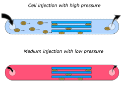 Microfluiadic cell culture microchip for medium switch using single channel with trapped cell