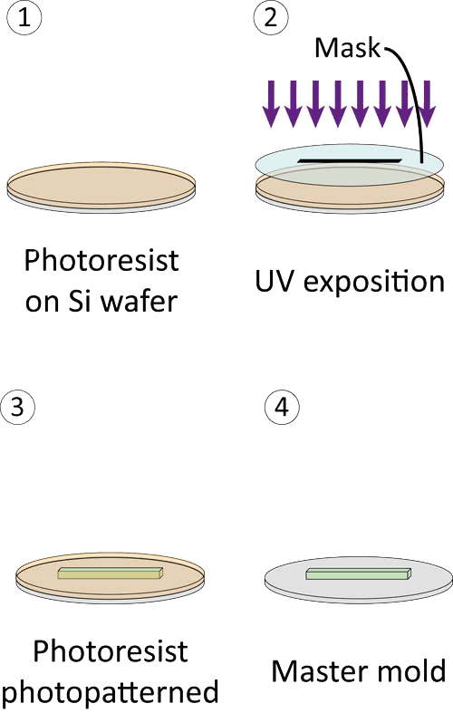 photolithographic process of microfluidic mold
