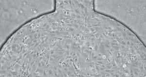 Cell culture in perfusion chamber for microscopy live cell imaging