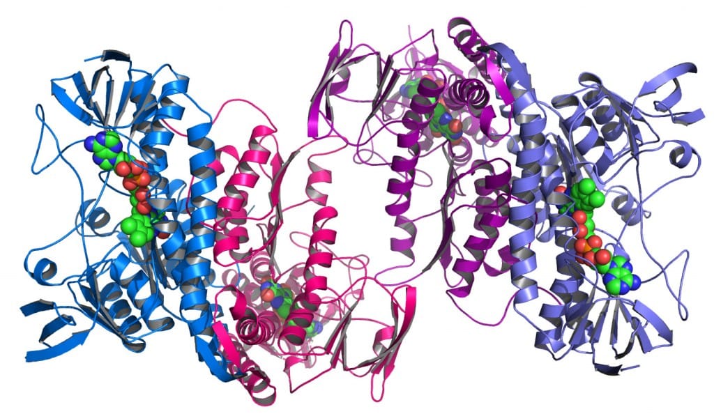 Protein synthesis live cell perfusion