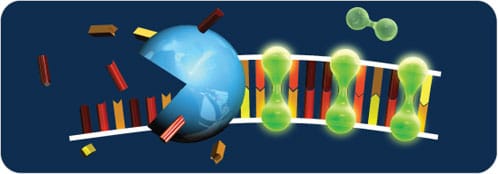 fluorescence detection for microfluidic device 13