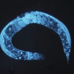 Enlarged_c_elegans temperature ts