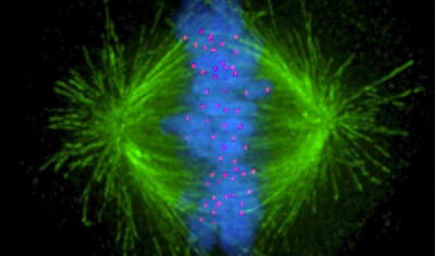 Kinetochore microfluidic cell biology