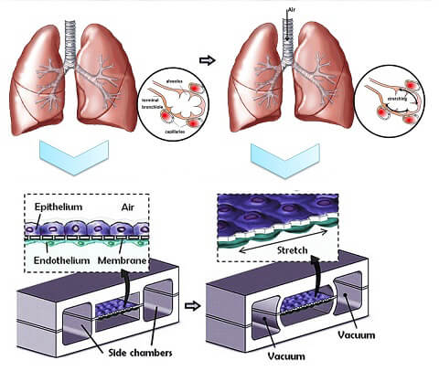 Lung-on-a-Chip