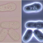 Schizosaccharomyces_pombe_division