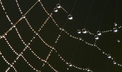 droplet microfluidic