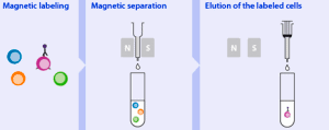 Commercial magnetic particle separation - MACS