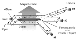 Ferromagnetic wire magnetized by an external field - cell separation