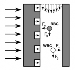 Magnetic particle sorting with microfluidics-separation-blood-cells