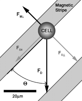 angle between the magnetic and the drag force microfluidic cell separation