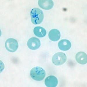 flow rate on cells