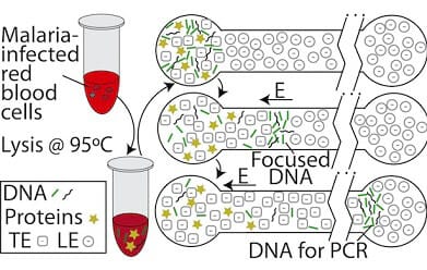 Microfluidics for DNA analysis_DNA Purification isotachophoresis