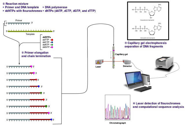 Sanger sequencing