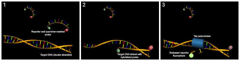 Microfluidics for DNA analysis_qPCR Fluorescent probes