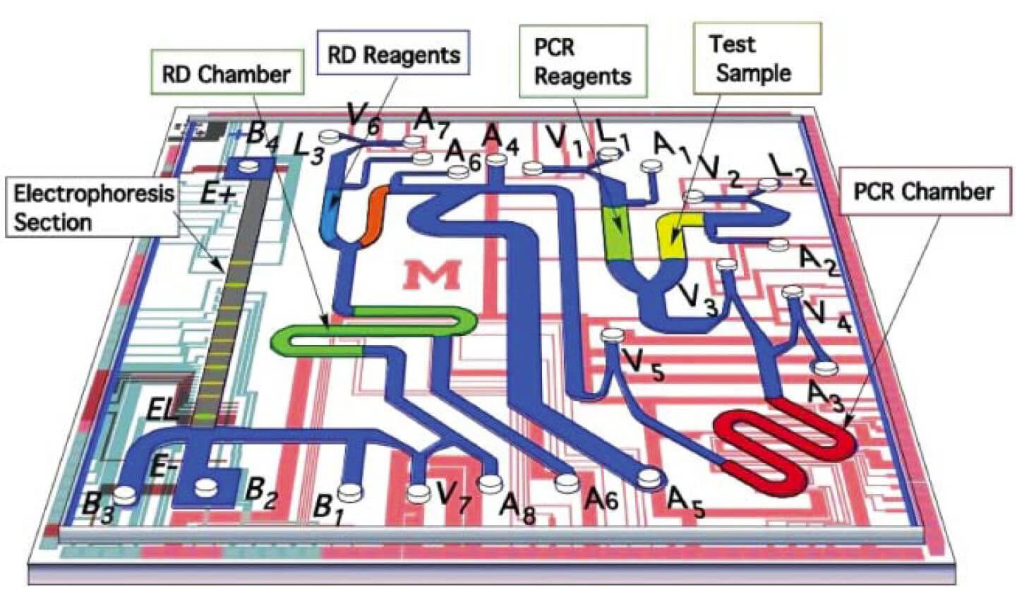 Microfluidic PCR, qPCR, RT-PCR & qRT-PCR_PCR & Electrophoresis chip