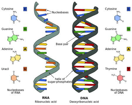 Microfluidic PCR, qPCR, RT-PCR & qRT-PCR_RNA & DNA differences