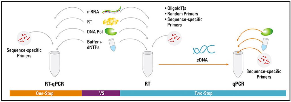 Microfluidic PCR, qPCR, RT-PCR & qRT-PCR_RT PCR one and two steps