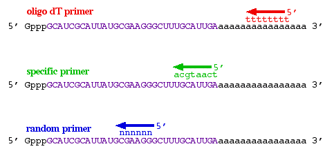 Microfluidic PCR, qPCR, RT-PCR & qRT-PCR_RT PCR primers