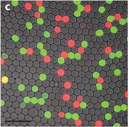 Microfluidic PCR, qPCR, RT-PCR & qRT-PCR_digital PCR mutant detection