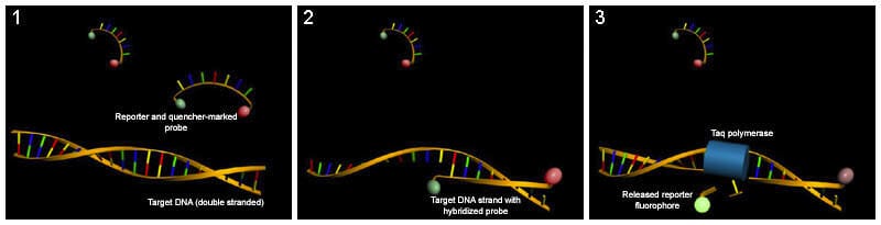 Microfluidic PCR, qPCR, RT-PCR & qRT-PCR_qPCR Fluorescent probes