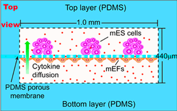 Cell coculture with PDMS membrane