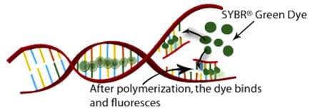 Fluorescence reader for microfluidic qPCR