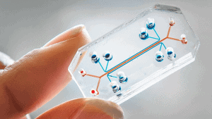 Organs on chips