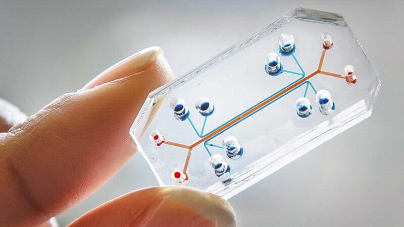 microfluidique + organs sur puce