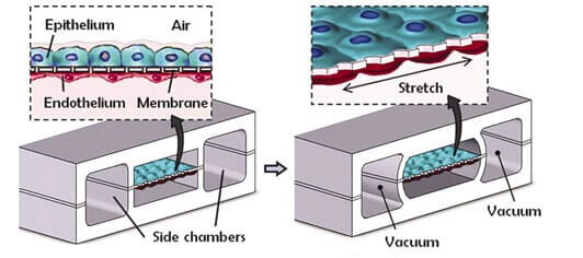 microfluidique + organs sur puce