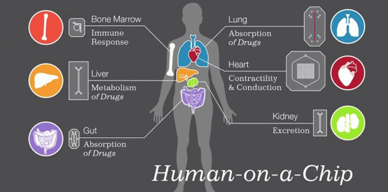 microfluidique + organs sur puce