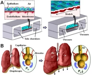 lung on chip microfluidic system