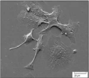 SEM image of 2D cell culture
