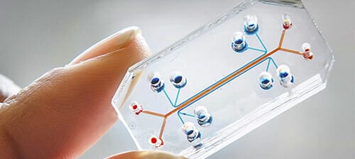 Anti-aging organ-on-chips