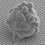 3D cell culture-CELLS PROPERTIES IN A 3D CELL CULTURE-3D cell culture: Cells general appearance