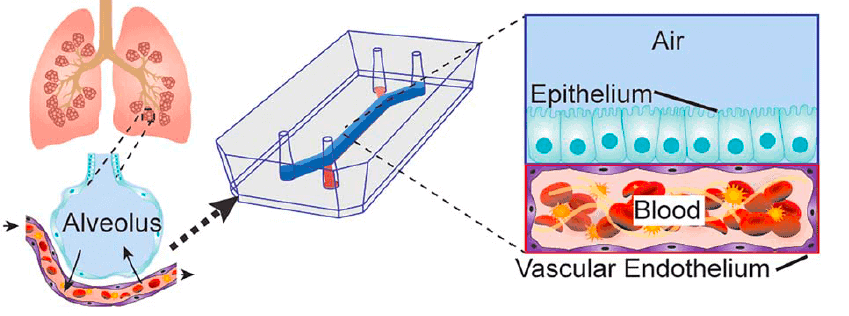 From A. Jain et al., “Primary Human Lung Alveolus-on-a-chip Model of Intravascular Thrombosis for Assessment of Therapeutics,” Clin. Pharmacol. Ther., Jul. 2017.