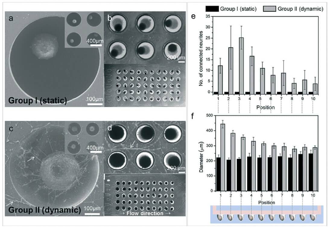 brain-on-chip Figure 4: From Park, J., Lee, B. K., Jeong, G. S., Hyun, J. K., Lee, C. J., & Lee, S. H. (2015). Neural network formation in static and dynamic groups. (a and c) SEM images of neural network formation with neurites indicated in white. (b and d) Optical images of neural network formation with neurites indicated in white. (e and f) Analysis of neural network formation by measuring the average number of neurites and the average size of neurosperoid from each microwells section.