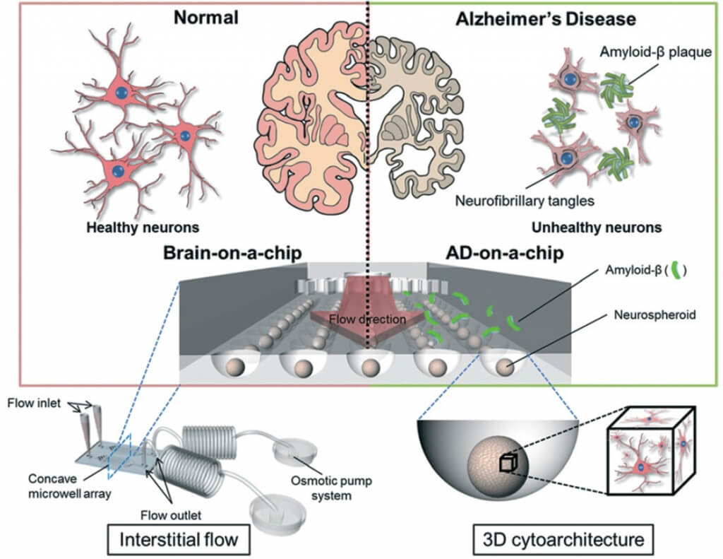 Brain-on-chip schematic diagram of the brain-on-chip device microfluidic