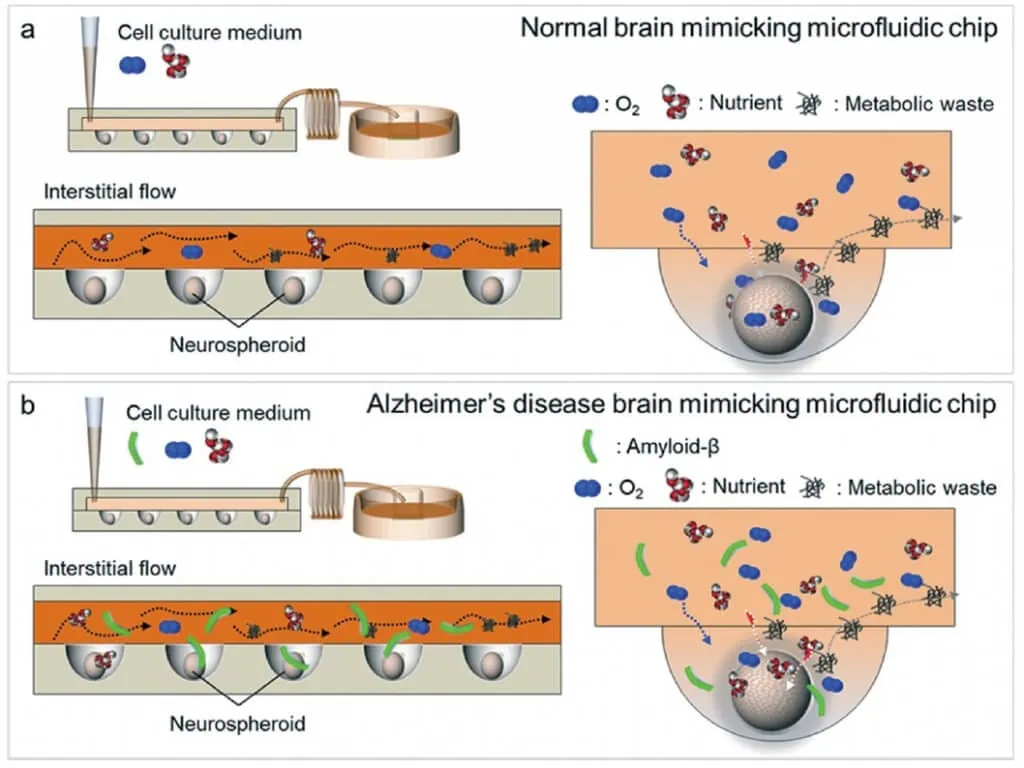 Neurons-on-a-Chip for Drug Development & Neurotoxicity