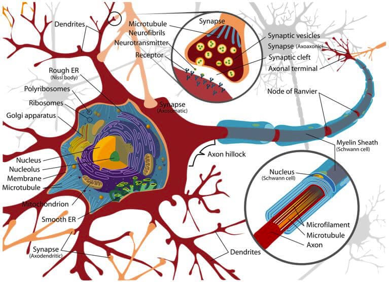 Brain-on-chip schematic representation of a synapse microfluidic