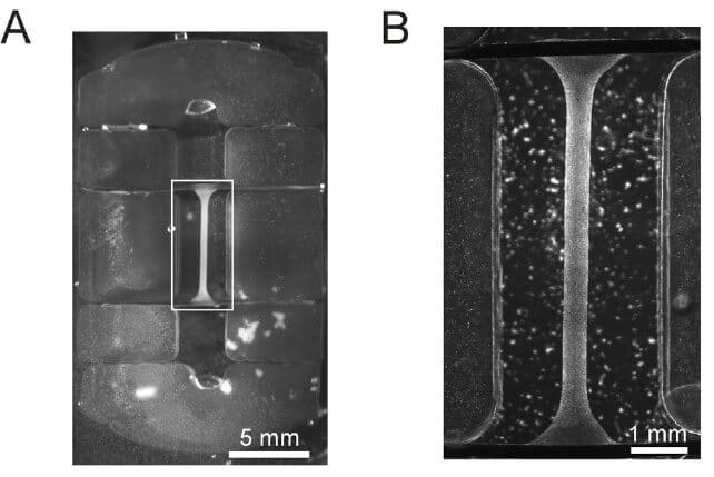 heart-on-chip Figure 2: Taken from V. Y. Sidorov, P. C. Samson, T. N. Sidorova, J. M. Davidson, C. C. Lim, and J. P. Wikswo, “I-Wire Heart-on-a-Chip I: Three-dimensional cardiac tissue constructs for physiology and pharmacology,” Acta Biomater., vol. 48, pp. 68–78, Jan. 2017. On picture A, a six-parts PDMS casting mold is observable with the 3D ECTC in the middle—more distinguishable on picture B. There are also two channels on each side of the culture for the adding of wires. These wires allow direct and continuous measurements without the help of external devices nor any cell removal. 