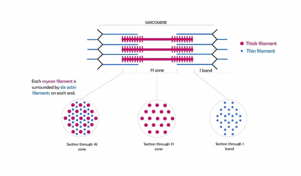 heart-on-chip Figure 2: Sarcomere schematic composition with myosin and actin filaments. The sarcomere is the building block of the striated muscle tissues between two Z lines. 