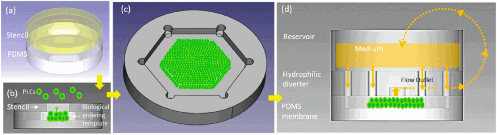 Figure 3: Schematic diagram of design principles. Multilayered PLCs were deposited on PDMS membrane to create a biological growing template and hexagonal coutour. From Weng YS and al., 2017, Scaffold-Free Liver-On- A-Chip with Multiscale Organotypic Cultures.