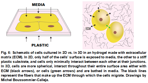 3D cell culture _ 2Dvs3D_Elvesys 3D cell culture _ 2Dvs3D_Elvesys