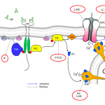 Calcium_ autoigg_automated_functional_screening_igg_diagnostics_neurodegenerativedieases_rise