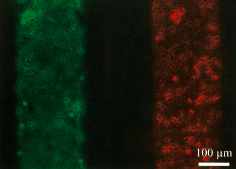 Cell micropattern-Elveflow-Startup-Innovation-Technology