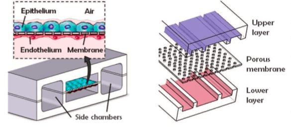 Lung on Chip-Elveflow-NBIC Valley-Startup-Innovation-Technology